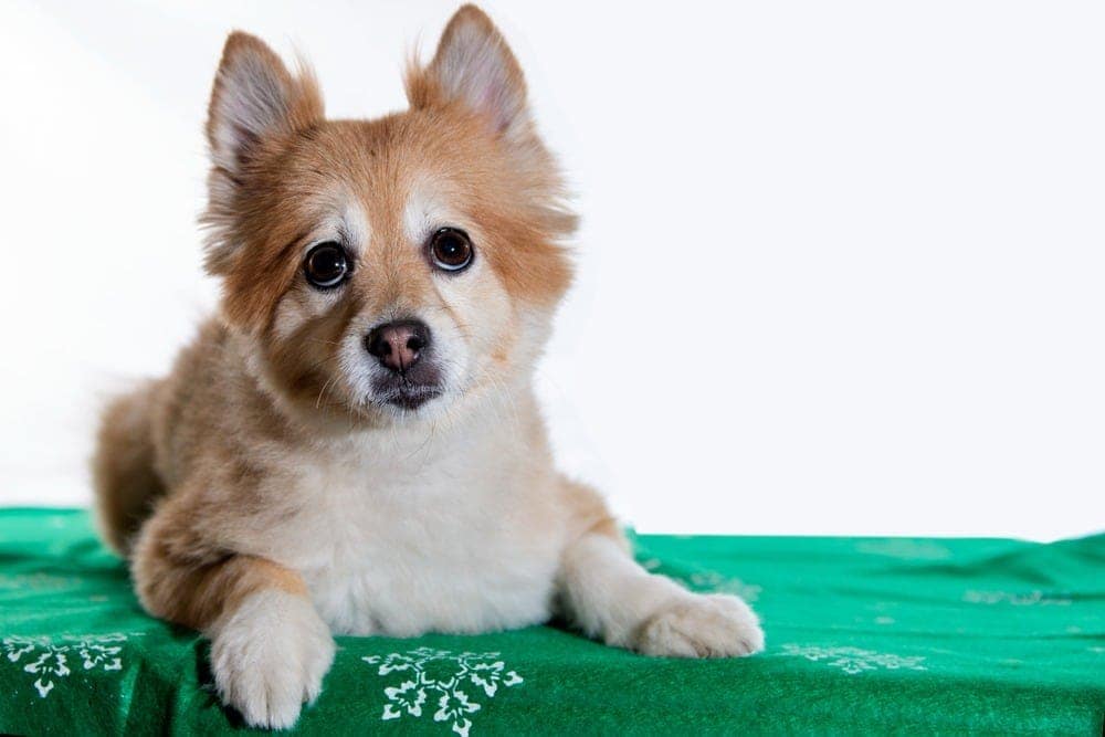 Pom-Shi (Pomeranian & Shiba-Inu Mix): Info, Pictures, Facts