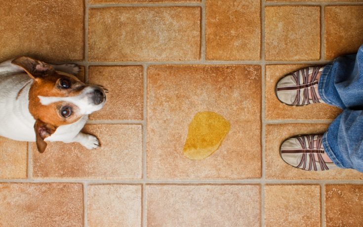Why Does My Dog Pee in the House in Front of Me? Vet-Reviewed Canine Behavior