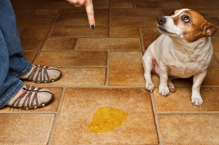 What Can I Spray to Keep My Dog from Peeing in the House? 8 Options