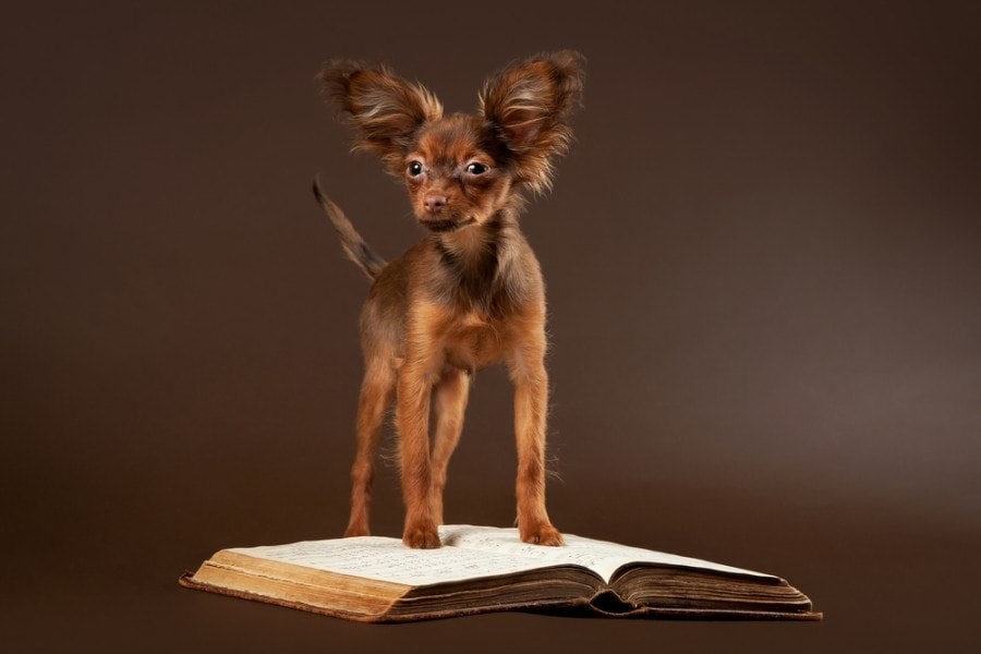 Russian Toy Dog Breed: Info, Pictures, Traits & Facts