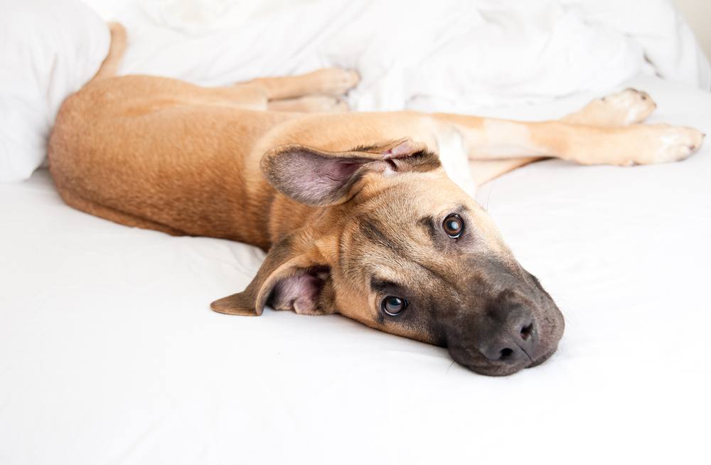 Dane Shepherd (Great Dane & German Shepherd Mix) Info, Pictures, Facts