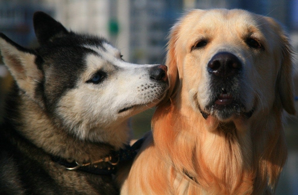 Top 15 Big Dog Breeds for Kids & Families (With Info & Pictures)