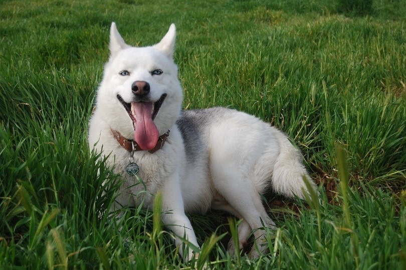 10 Husky Dog Breeds: Info, Pictures, Facts & Appearance