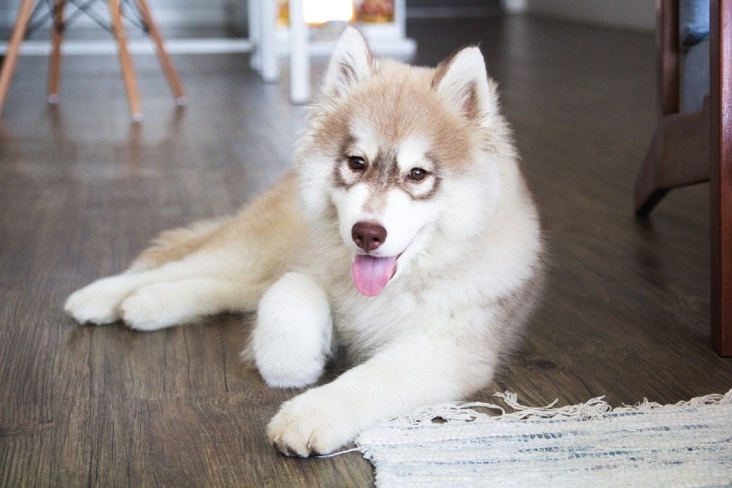 siberian husky puppy lying indoor