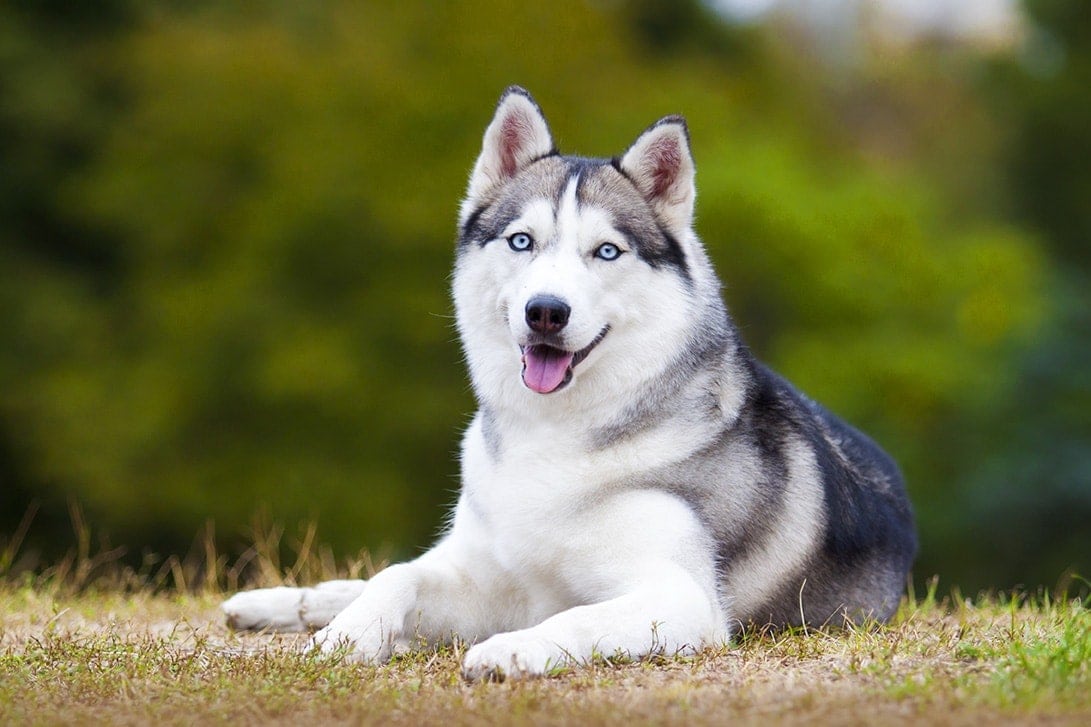 Are Huskies Hypoallergenic? What You Need to Know