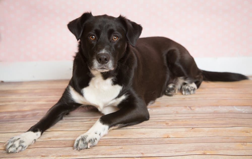 Siberian Retriever (Siberian Husky & Labrador Retriever Mix): Info, Pictures, Facts