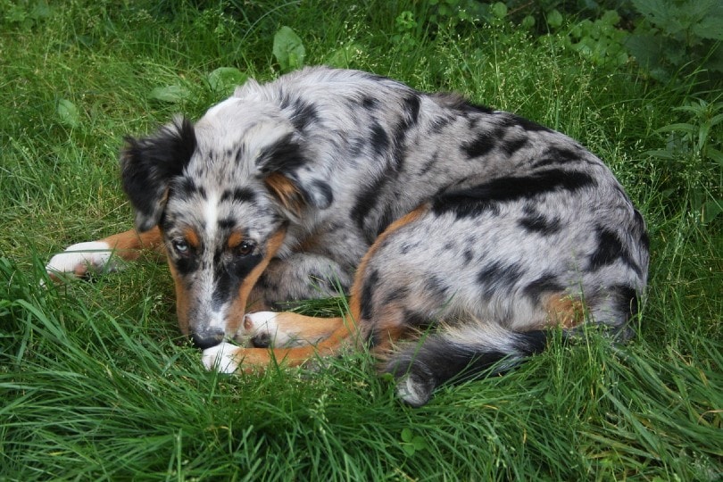 Is Pancreatitis Contagious in Dogs? Vet-Approved Facts, Diagnosis & Prevention