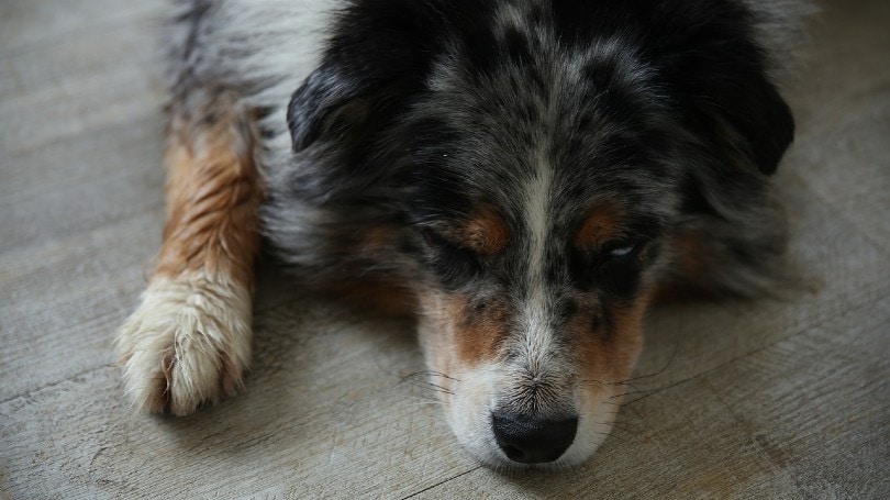 Can Dogs Take Aspirin? Facts & Risks (Vet Answer)