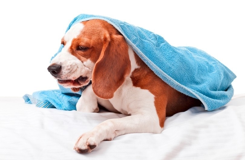 How Long Does Kennel Cough Last? Vet-Reviewed Causes, Signs & Treatment