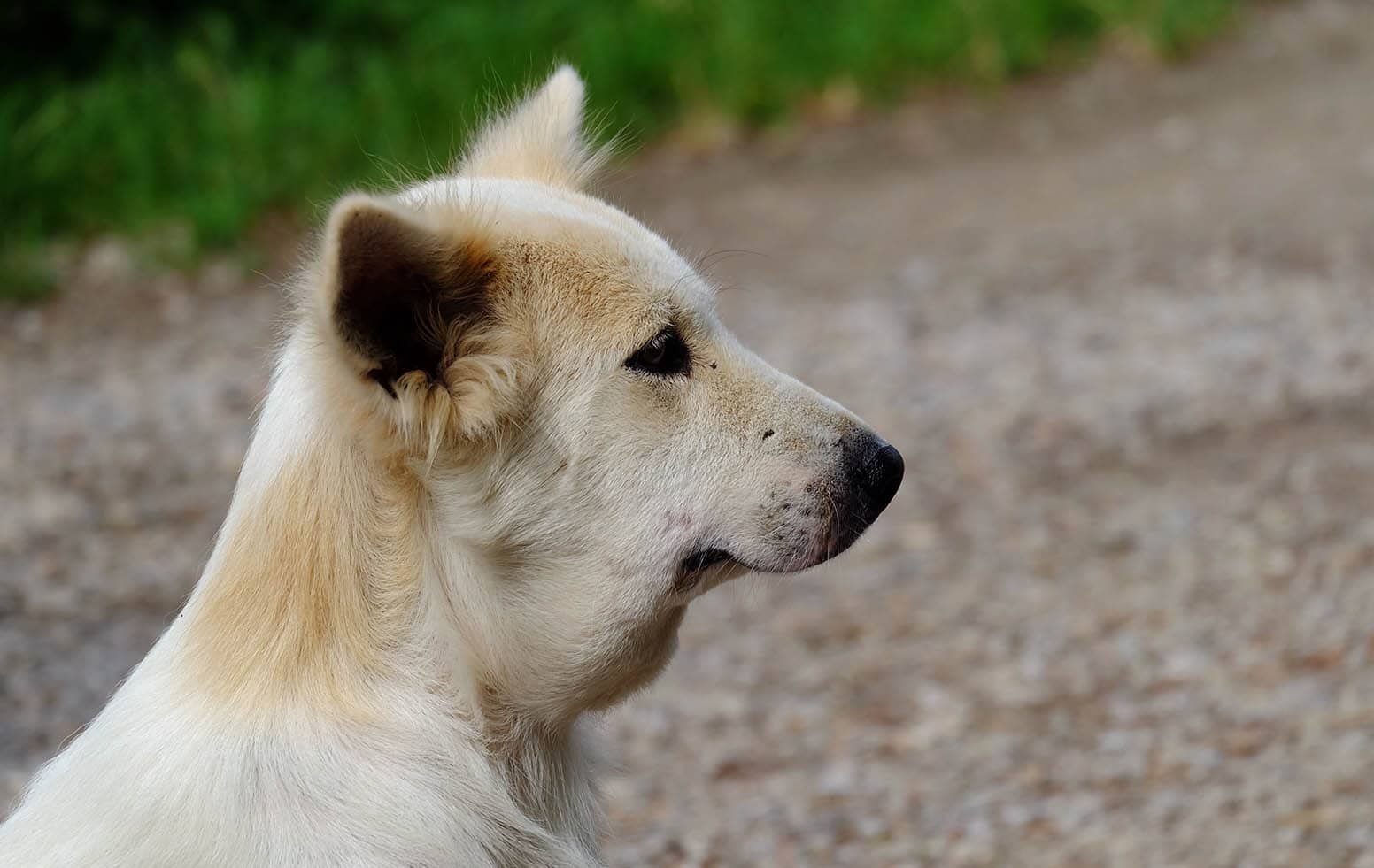 My Dog Was Stung by a Bee or Wasp, What Should I Do? (Vet Answer)