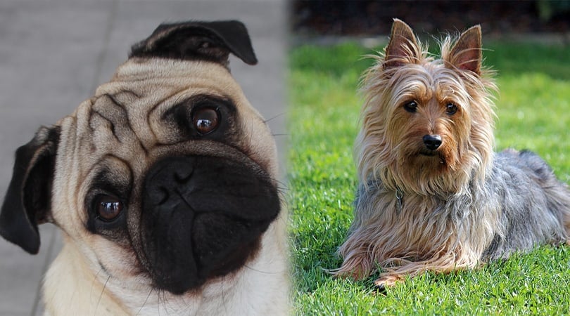 Silky Pug (Pug & Silky Terrier Mix): Info, Pictures, Characteristics & Facts