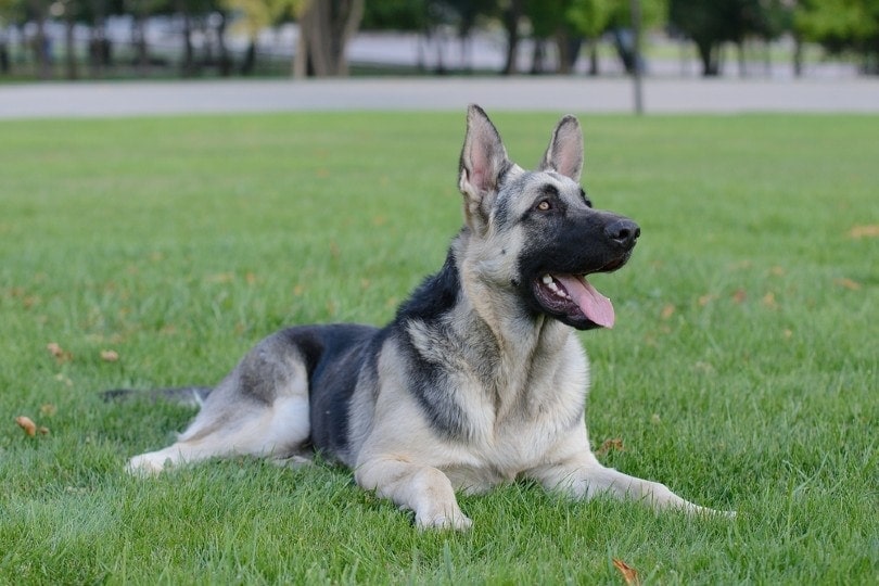 Silver (Grey) German Shepherd: Info, Pictures & Characteristics