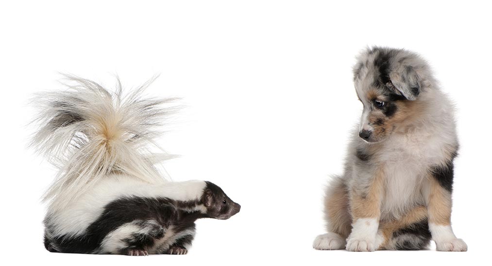 Dog Sprayed by a Skunk? Our Vet Explains What to Do