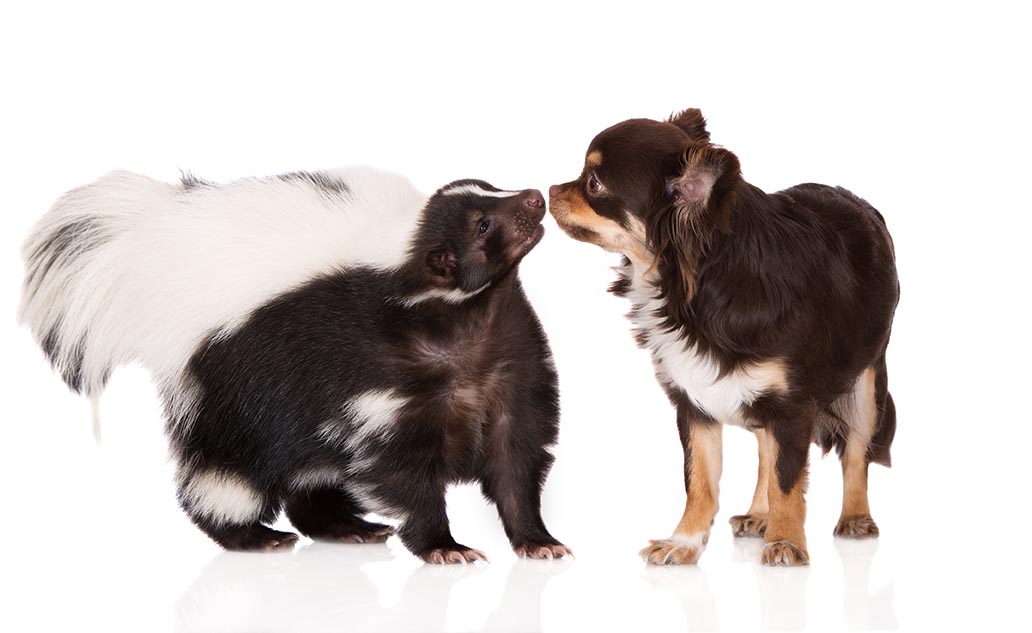 My Dog Killed a Skunk! 5 Tips on What to Do Next
