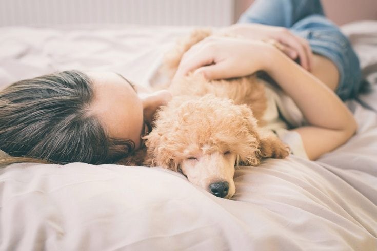 How To Comfort A Dog With Pancreatitis: 4 Care Tips (Vet Answer)