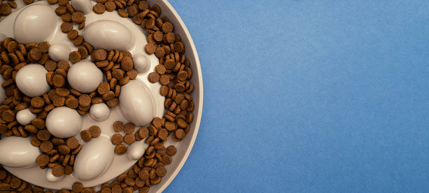 9 DIY Slow-Feed Cat Bowl Plans You Can Make Today (With Pictures)