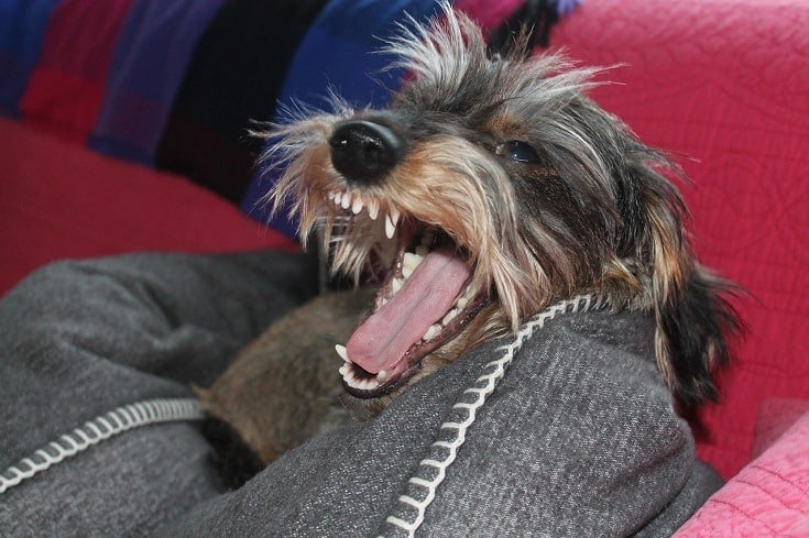 How to Stop Aggression in Dogs: 10 Vet-Approved Tips and Tricks