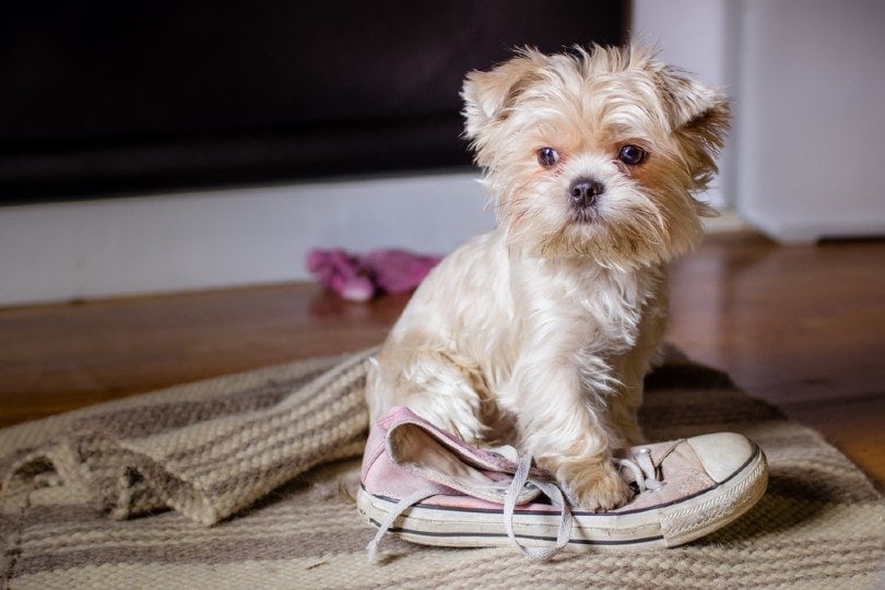 How to Get Dog Pee Smell Out of Shoes & Boots: 5 Proven Methods
