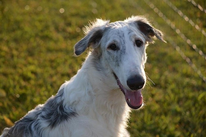 Borzoi Dog Breed Info: Pictures, Characteristics & Facts