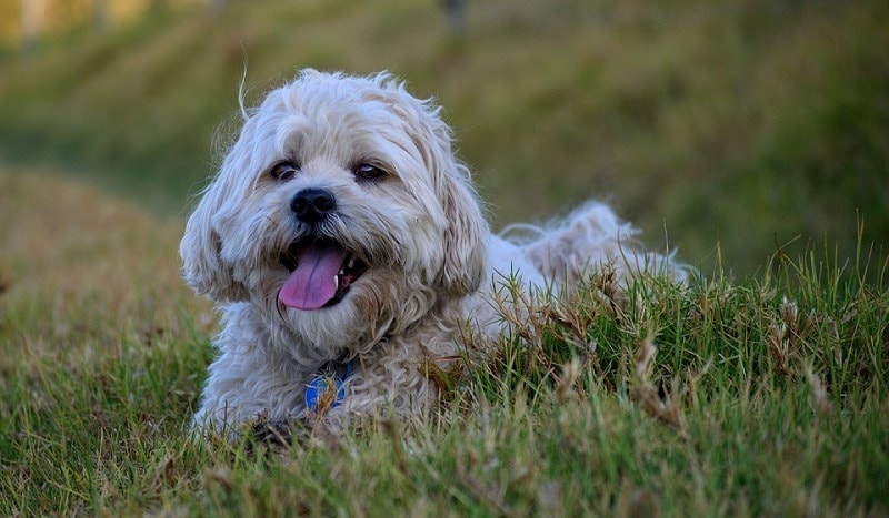 10 Shih Tzu Colors, Patterns & Markings (With Pictures)