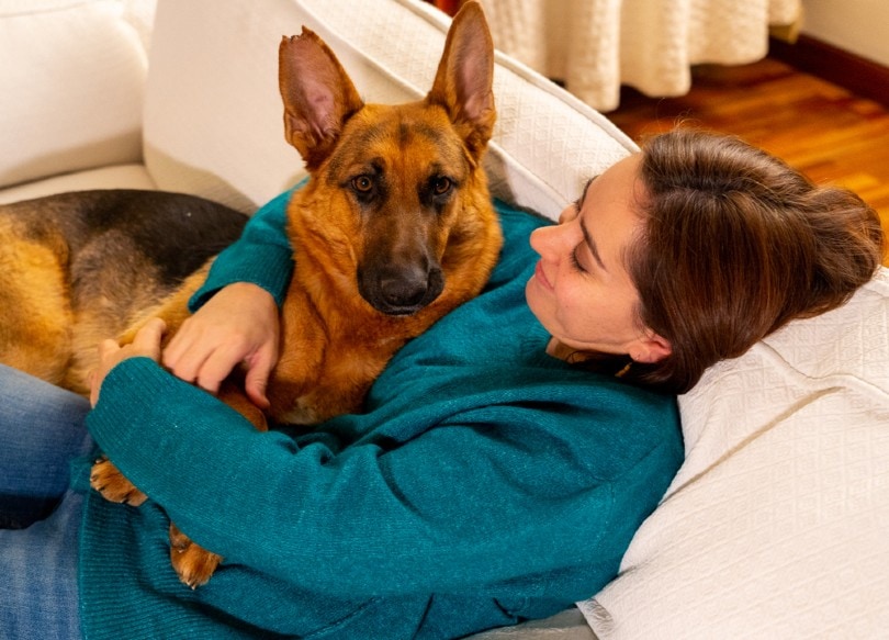 Why Does My German Shepherd Sit On Me? 10 Reasons & How to Stop It
