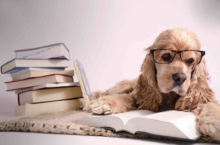 How Smart Are Dogs? Facts About Canine Cognition