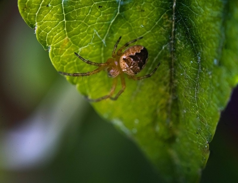What Does a Spider Bite Look Like on a Dog? (Vet Approved Guide)