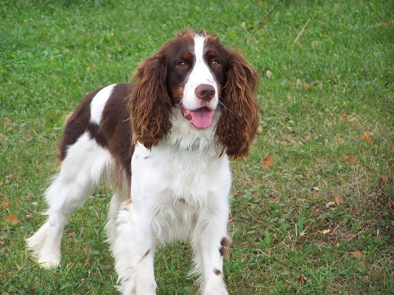 Sprocker Spaniel (English Springer Spaniel & Cocker Spaniel Mix): Info, Pictures, Facts