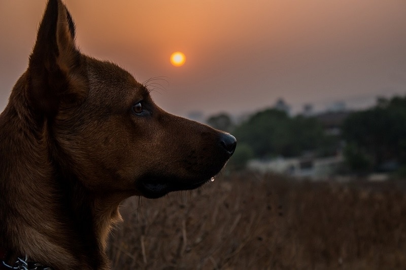 Are Dogs Nocturnal? Canine Sleep Habits Explained