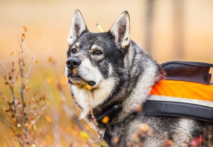 10 Swedish Dog Breeds (With Info & Pictures)