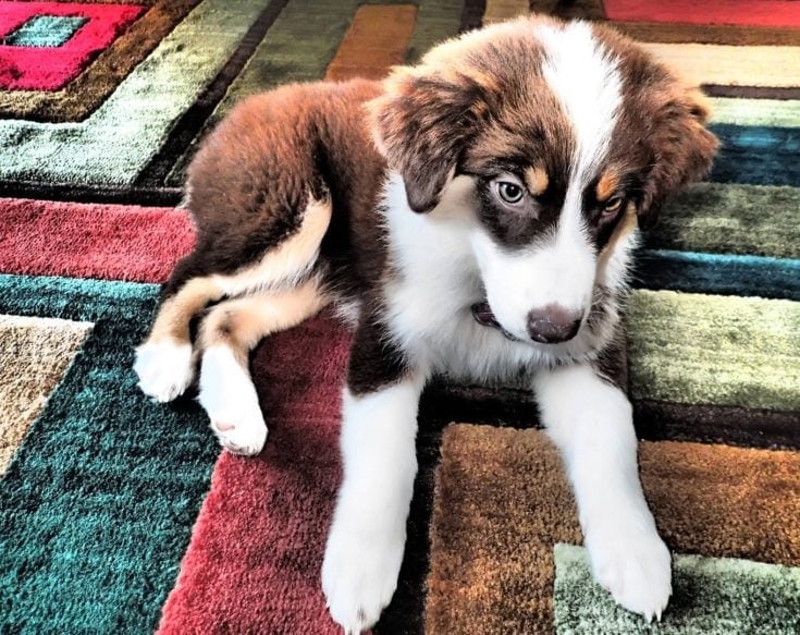 Aussie Husky (Australian Shepherd & Husky Mix): Info, Pictures, Characteristics & Facts