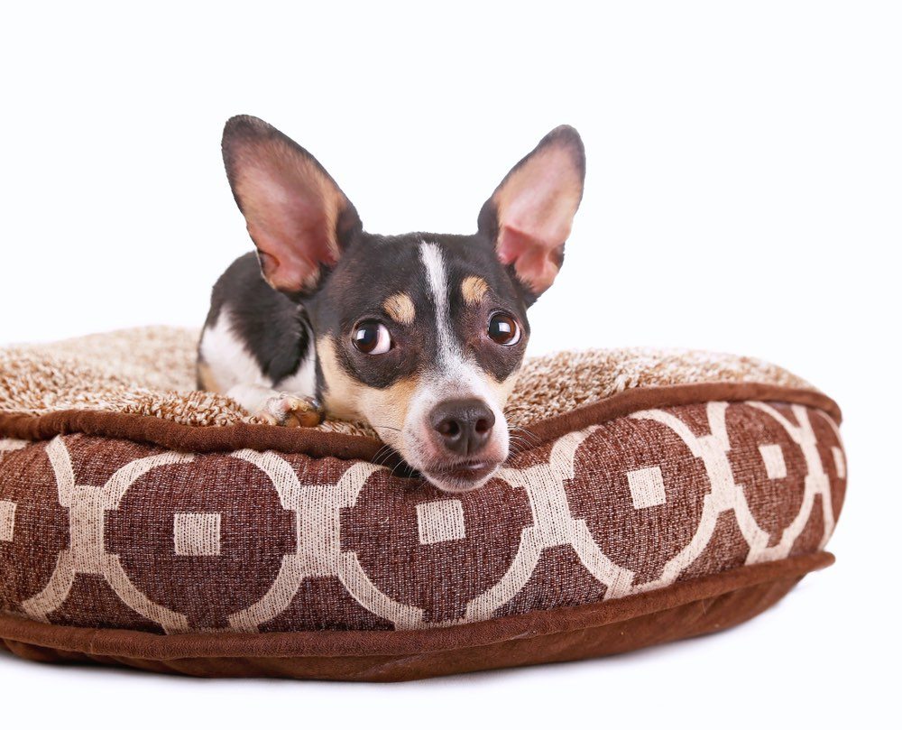 Taco Terrier (Chihuahua & Toy Fox Terrier Mix): Info, Pictures, Care & More