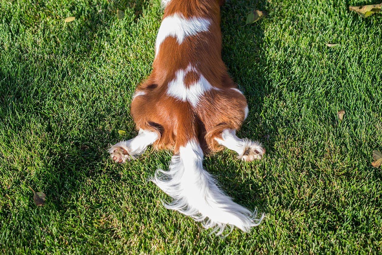 Do Dogs Have Feeling in Their Tails? Vet Approved Facts & FAQ