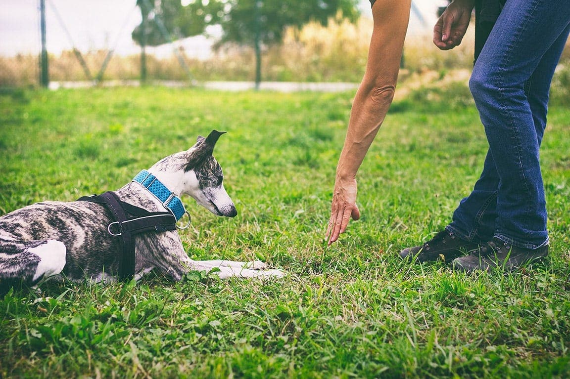 How to Teach a Dog to Lie Down: 7 Vet-Approved Simple Steps