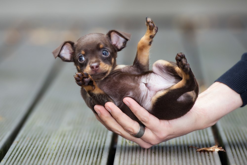 Are Chihuahuas Hypoallergenic? Dealing With Allergens & FAQ