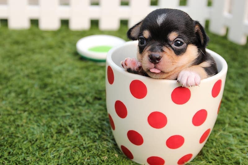 20 Adorable Teacup Dog Breeds (With Info & Pictures)