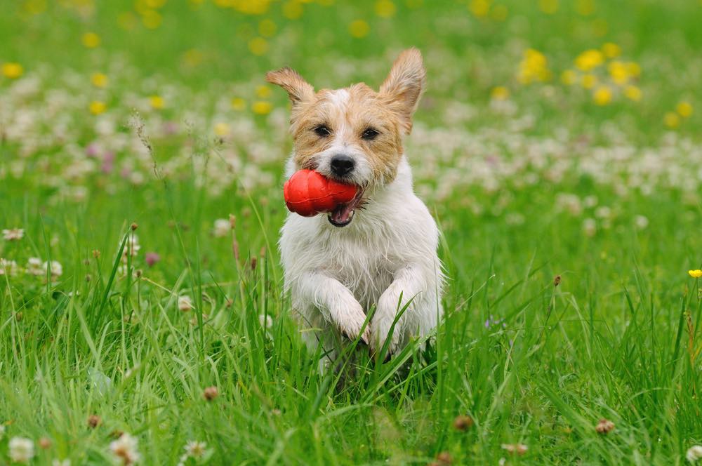 10 Best Kong Dog Toys of 2026 - Reviews & Top Picks