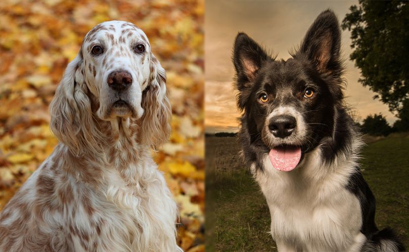 English Borsetter Collie (English Setter & Border Collie Mix): Info, Pictures, Care & More