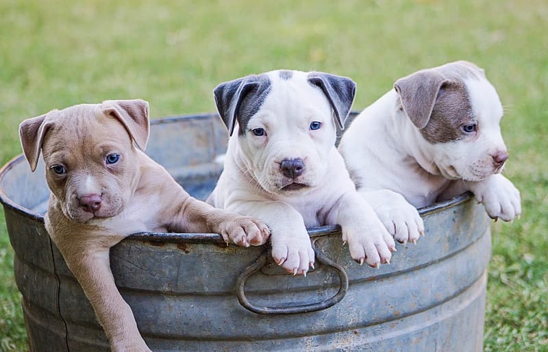 three pitbull puppies