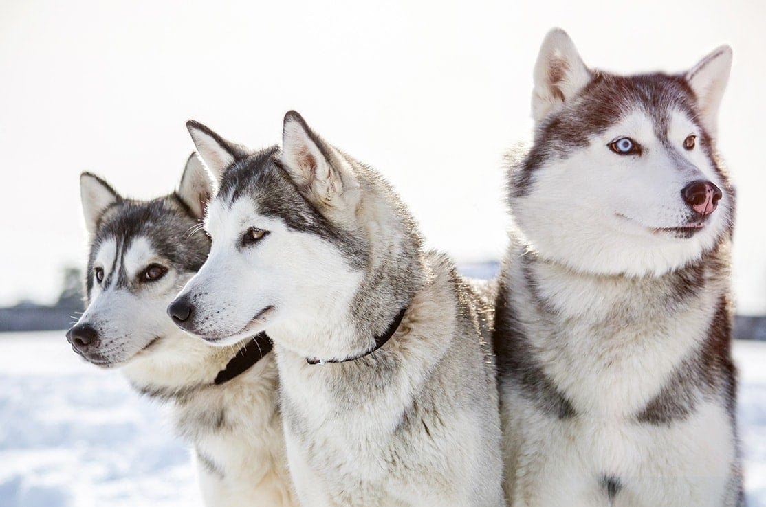 8 Silver Dog Breeds (With Info & Pictures)
