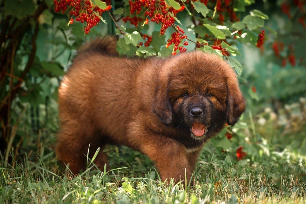 tibetan mastiff puppy on grass