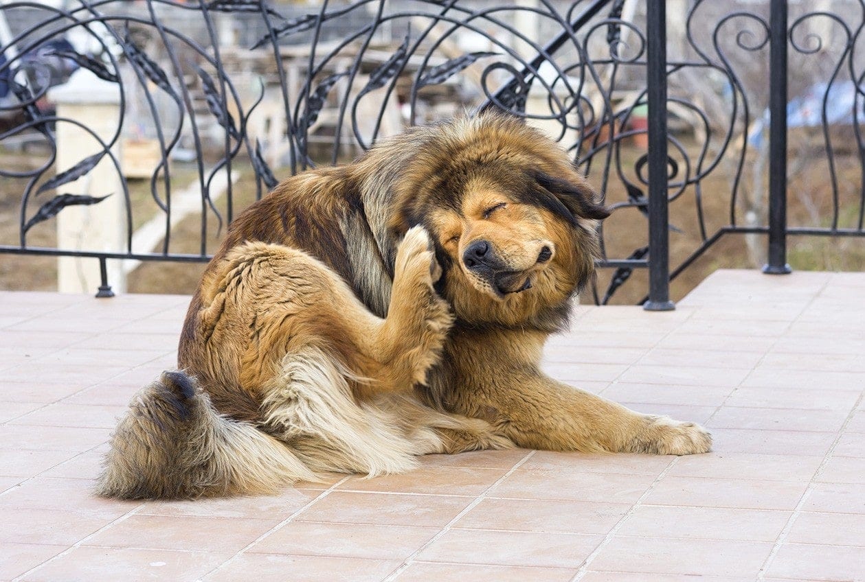 How Did My Dog Get Fleas? 5 Likely Ways