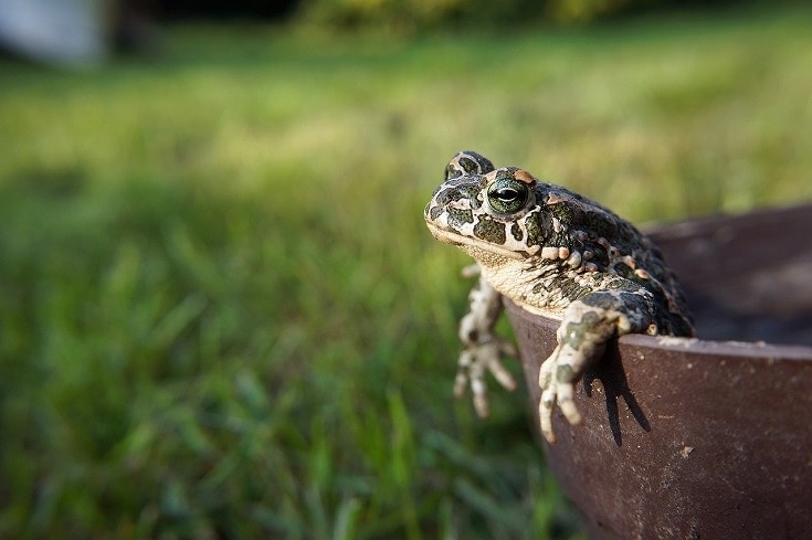 16 Facts About Toads: Appearance, Origin, Singing & More