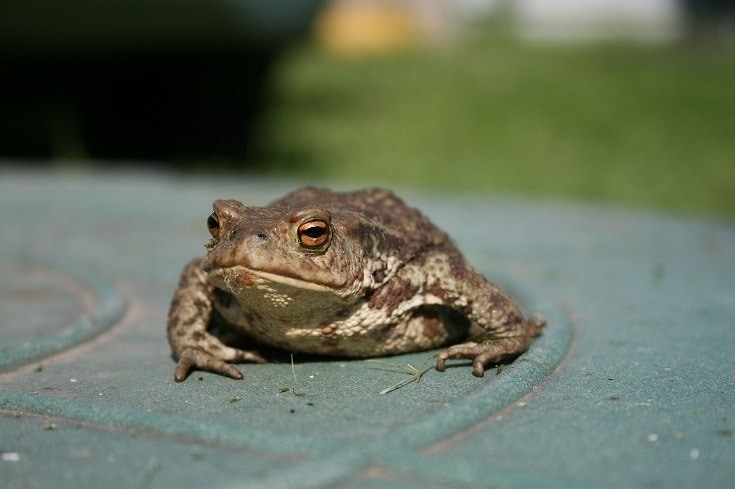 Can You Keep a Toad as a Pet? Vet-Reviewed Species Info & Basic Requirements