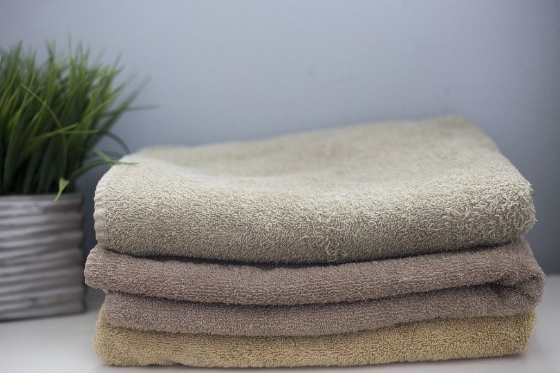 How to Wash Dog Urine Out of Towels & Laundry: Simple & Effective Steps