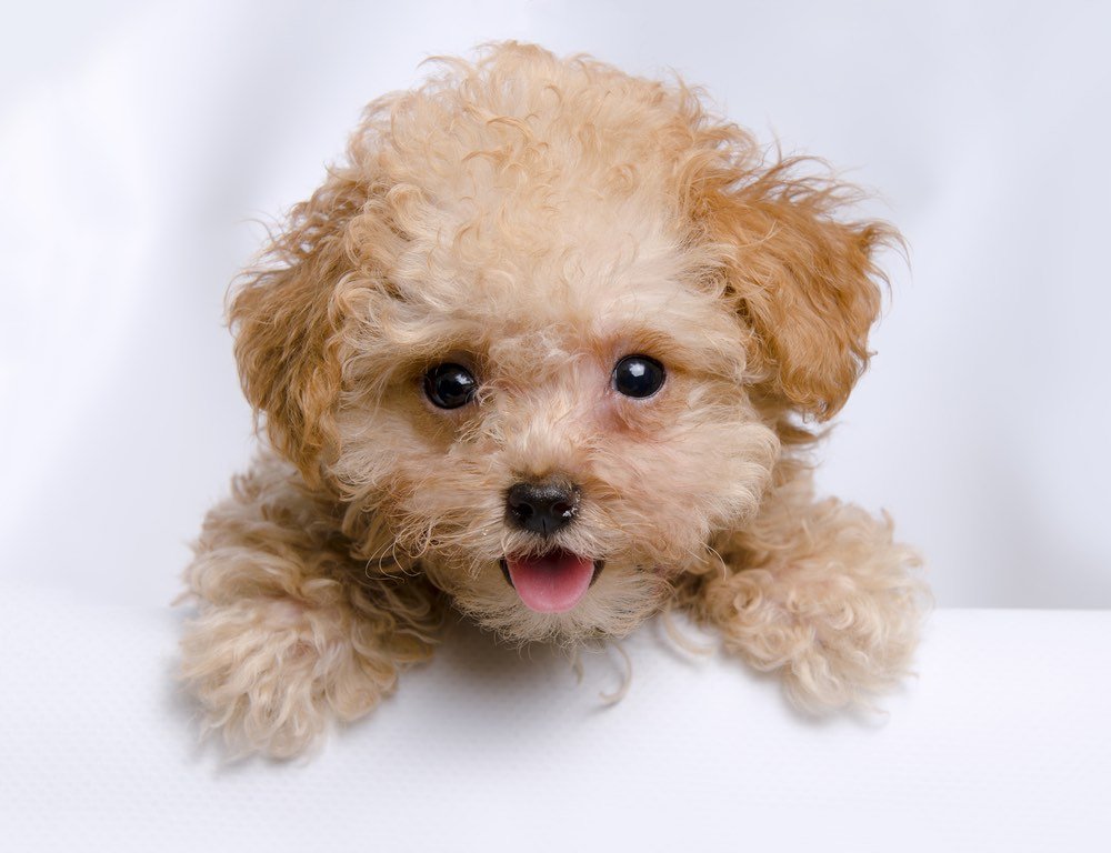 teacup poodle puppy