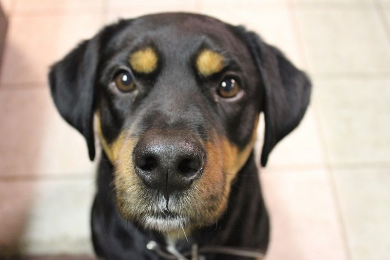 Transylvanian Hound: Info, Pictures, Characteristics & Facts