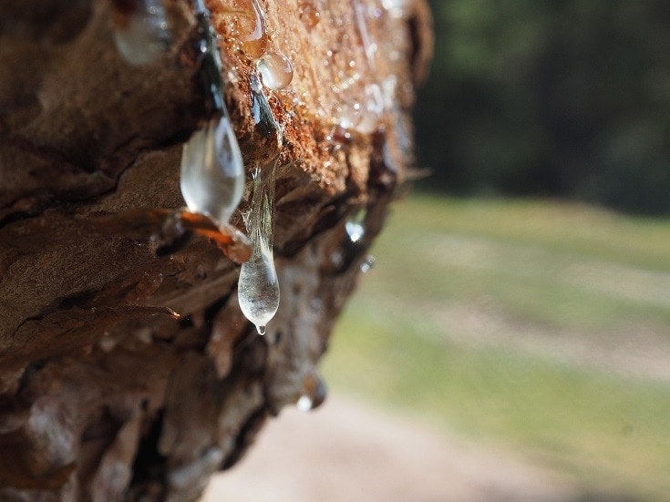 How to Get Tree Sap Out of Dog Hair: 8 Vet-Approved Steps