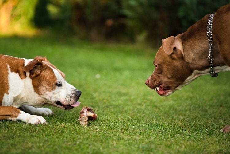 How to Keep Dogs from Eating Each Other’s Food (4 Proven Methods)