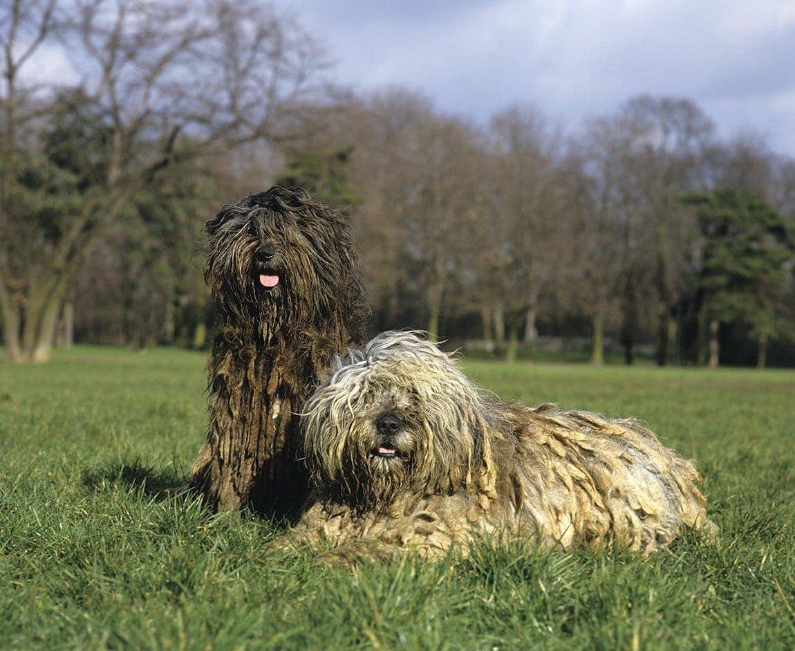 12 Guard Dog Breeds That Don't Shed: Vet-Reviewed Info & Pictures